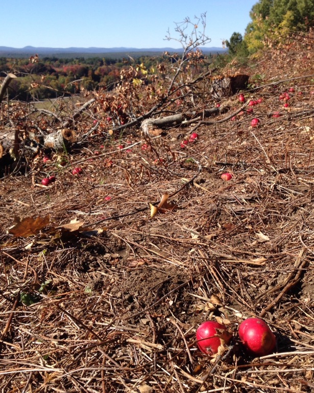 Indian Hill after the apple trees were cut, October 2015.